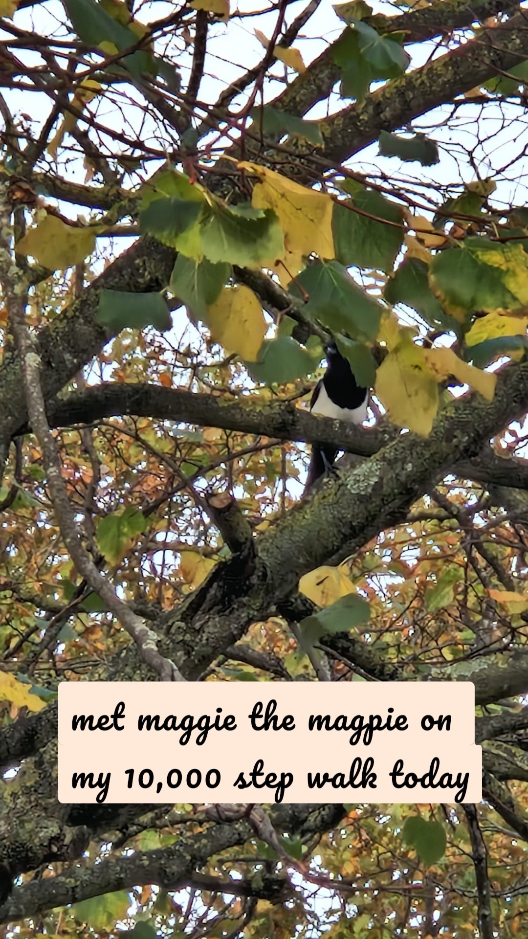 met maggie the magpie on my 10,000 step walk today